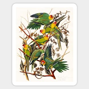 Carolina Parrot from Birds of America (1827) Sticker